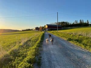 INNHERRED HUNDEPENSJONAT AS